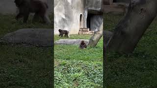 Baby monkey getting startled by the lemurs next to them At Detroit Zoo [upl. by Nowujalo]