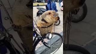 hyrax traveling day 24  hyrax music funnyimages [upl. by Hna]