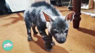 Hyena Pup Chews Boots And Plays With Dogs After Rescue  Cuddle Buddies [upl. by Reahard912]