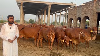 Elite Sahiwal Cattle Farm Sheikh Ismail Dairy and Cattle Farm [upl. by Berty]