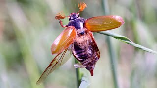 Common Cockchafer Melolontha melolontha ♂  Feldmaikäfer 8K [upl. by Anivid227]