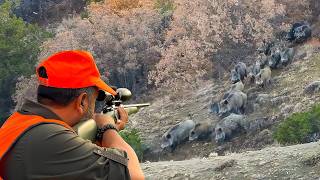 INCREDIBLE MASSIVE WILD BOAR HERDS AMAZING HOG SHOTS UNFORGETTABLE MOMENTS [upl. by Parrisch572]