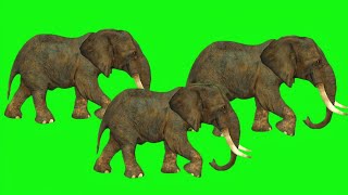 Elephant Stampede Green Screen  Animal Stampede Video  Animal Running Video [upl. by Knowling323]