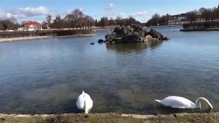 Swans at Nymphenburg Palace Castle Munich Germany [upl. by Reve]