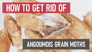 How to Get Rid of Angoumois Grain Moths DIY Pantry Pest Control [upl. by Sura]