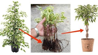 How to grow Ficus Benjamina from cutting from in sand branch very easy  قلمه زدن بنجامین [upl. by Goldi]