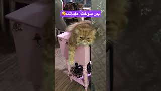 دیونه دیونه😂 [upl. by Laicram727]