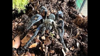 Cyriopagopus lividus Cobalt Blue Tarantula rehouse and care [upl. by Christopher698]