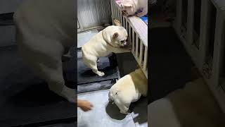 2 Adorable Bulldog Puppies Breeding Care and Growth Tipsquot3 [upl. by Kevan698]