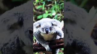 Innocent koalas playing  shortskoals  koalashorts shorts viral trending [upl. by Hartzel77]