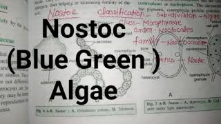 Nostoc blue green Algae [upl. by Caravette]