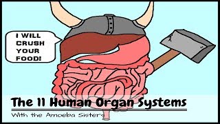 OLD VIDEO Human Body Systems The 11 Champions [upl. by Marni]