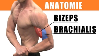 Anatomie Bizeps  richtiges Bizepstraining  Bizeps dehnen [upl. by Haff460]