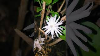 rap tamil song music tamilsong flowers views sorts viralshort travel trending tiktok 💚🧡 [upl. by Arbua159]