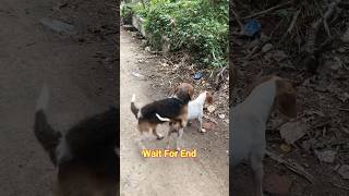 Street Male Female Dog Playing on Road pets streetdog usadogs doglovers petlover [upl. by Odlanor721]