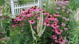 Culvers Root  A Good Pollinator Plant  CEGNatives [upl. by Alexis]