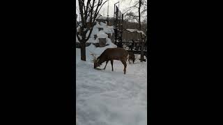 2020旭川動物園驯鹿 トナカイ Asahikawa Zoo Reindeer 20200210 1319 [upl. by Rockafellow]