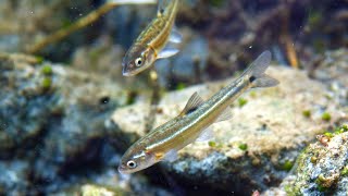 Managing Moapa Dace at Warm Springs Natural Area [upl. by Sansen562]