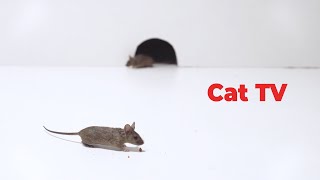 Cat Tv  Mice Videos for Cats to Enjoy  Entertainment Video for Cats [upl. by Einatsed343]