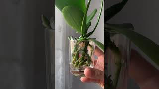 Cultivando una orquídea phalaenopsis mini en agua 🥰 [upl. by Krahling]