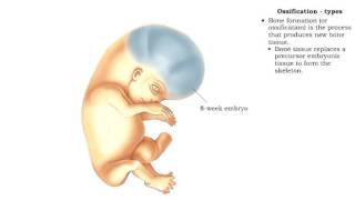 Bone formation  Ossification [upl. by Attiuqahs]