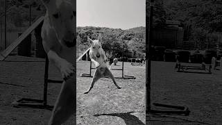 Bull Terrier Agility Training [upl. by Jaycee]