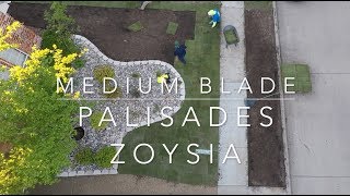 Palisades Zoysia Installation Dallas Fort Worth [upl. by Airlee]