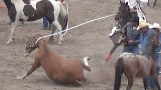 Cruel Wild Horse Race at CFD 2014 [upl. by Noe]