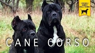 CANE CORSO ITALIANO trailer documentario Seconda Edizione [upl. by Yelnik]