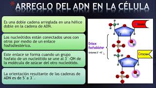 ÁCIDOS NÚCLEICOS biología 11º [upl. by Hayila]