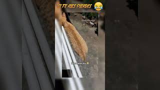 VIDEOS GRACIOSOS de GATOS 🤣 ¡KAREN  si te ries pierdes version gatos [upl. by Lebaron932]