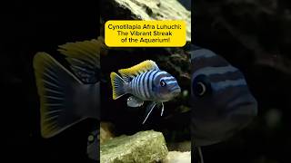 Cynotilapia Afra Luhuchi The Vibrant Streak of the Aquarium AquaVerse cichlid shorts [upl. by Jammie]