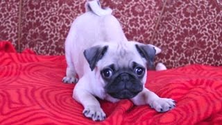 Puppies Barking Compilation  Cute Dog Barking Videos NEW [upl. by Raven]