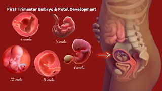 Pregnancy Week By Week 1 to 13 Weeks Fetal Developments [upl. by Imotas]