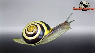 Mollusks Part 1  The Happy Evolutionary Journey of Gastropoda  Evolution Story [upl. by Gildas768]