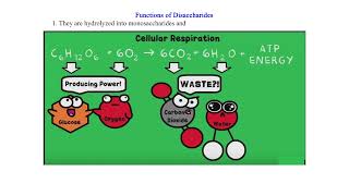 Disaccharides [upl. by Nevram]