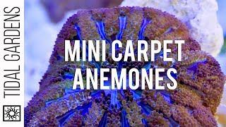 Mini Maxi Carpet Anemone Propagation [upl. by Amandy]