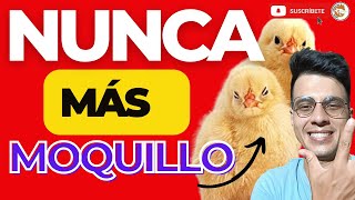 😲 DEBE HACER ESTO PARA EL MOCO LA RONQUERA EL MOQUILLO LA PESTE EN LOS POLLOS 😎 CURE EL MOCO 😱 [upl. by Bobbee]