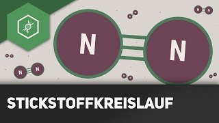 Stickstoffkreislauf einfach erklärt  Stoffkreisläufe 1 [upl. by Ardisj529]