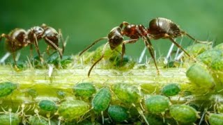 Organic ant control solution for garden  ഉറുമ്പിനെ എങ്ങനെ ഗാർഡനിൽ നിന്നും തുരത്താം anuprasathyt [upl. by Eldnik]