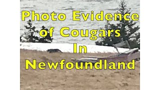 Photo Evidence of Cougars in NL [upl. by Dareece]