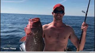 How to find red grouper in the Gulf of Mexico [upl. by Enicar774]