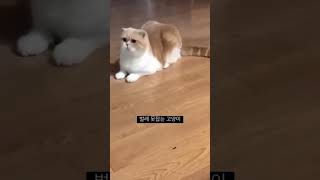 World of Pets  Funny Animals  shorts shortsvideo cat dog funnyvideo funny animals cute [upl. by Tohcnarf]