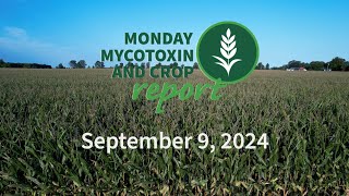 Monday Mycotoxin and Crop Report for September 9 2024 [upl. by Sancho]