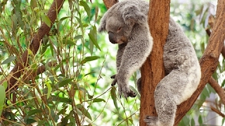 Koala Documentary  Australian Koalas  Cute Koala Bears  The Koala Bear  Animal amp Nature Film [upl. by Eoz]