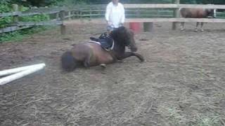 Derel Twombly Laying down a problematic pony gently via Paul Williamsons TAP method [upl. by Bonnell]