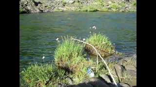 Spring Pole  Automatic Survival Fishing [upl. by Ennalorac625]