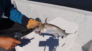 Catch and Cook Saltwater Catfish  Trash Fish Taste Test [upl. by Campney]