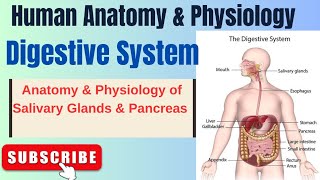 Anatomy amp Physiology of Salivary Glands and Pancreas I Digestive System I HAP I L4 pharmacynotes [upl. by Johnstone]