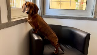 Mini dachshund guard dog compilation [upl. by Rodge]